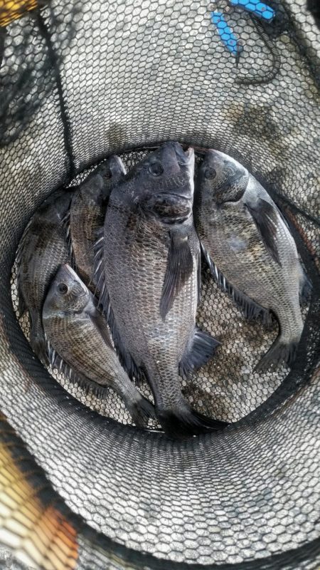 くろねこ流紀州釣りに挑戦！！